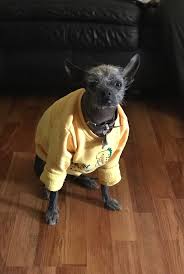 Have been told by many he doesn't look or act like a chi. Yoda The Xoloscuintle His Days Have Started To Blur Together Dogpictures