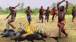 トラは命を危険にさらしてマサイ族のイボイノシシを狩る代償を払っています。 次は何が起こる？ - YouTube