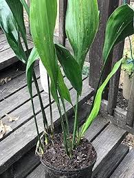 Image result for Aspidistra elatior