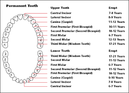 Ortho Tooth Chart Www Bedowntowndaytona Com