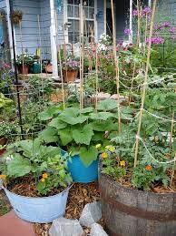 Pin By Erin Ylvisaker On Gardening Container Gardening Vegetables Tomato Garden Container Gardening