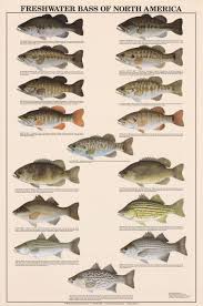 freshwater bass of north america identification chart