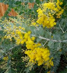 Image result for Acacia podalyriifolia