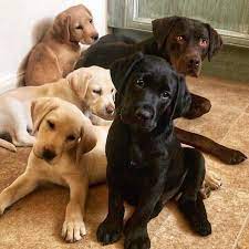 A loving forever home with another dog and a physical fence. 17 Labrador Retriever Pictures To Brighten Your Day