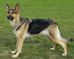 He is a social fella who will. German Shepherd Dog Breed Information Home Living
