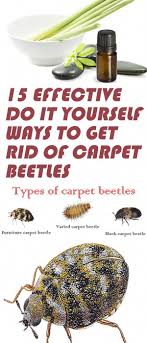 15 Best Ways To Get Rid Of Carpet Beetles Naturally Bestpestcontrolspray Beetle Carpet Beetle Spray Insect Spray