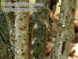 Image result for Caesalpinia sappan