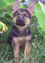 Find similar dogs for sale. Beautiful German Shepherd Puppy Schaferhunde Deutscher Schaferhund Niedliche Welpen