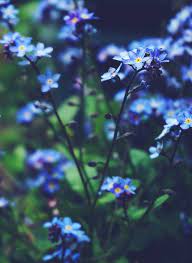 Wild spring leaf wildflower isolated. 100 000 Best Blue Flowers Photos 100 Free Download Pexels Stock Photos