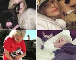 My heart is sick and i am praying my family will be whole again with an act of kindness, she wrote. Lady Gaga Offers 500k Reward For Return Of Her Stolen French Bulldogs After Her Dog Walker Was Shot