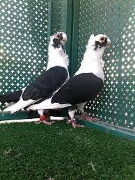 Ke Beia Pigeon Pets Animals