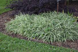 Image result for Chlorophytum ruahense