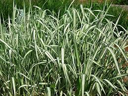 Image result for Phalaris arundinacea
