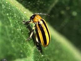 Both of these organic options take a couple years to build up in the soil and do their job. How To Get Rid Of Cucumber Beetles Dengarden