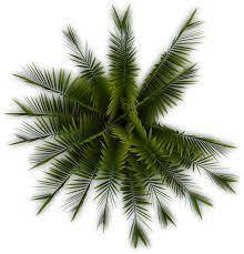 A56 Palmtree Pp Png 700 726 Trees Top View Tree Photoshop Palm Trees Painting