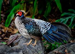 Birds In My Area App Kalij Pheasant Pheasant Beautiful Birds Bird Photo