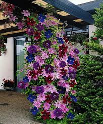 Check spelling or type a new query. Gorgeous Climbing Plants Outdoor Home Decorating With Flowering Vines