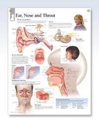 Ear Nose And Throat Chart 22x28 Tinnitus Remedies Ringing Ears Ringing In The Ear