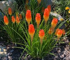 Image result for Kniphofia princeae