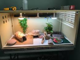 However, setting up their habitat takes planning and careful consideration of their needs. My Custom Bearded Dragon Enclosure Beardeddragons