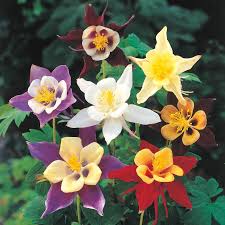 Image result for Aquilegia vulgaris `Tower Mix`