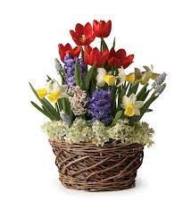 Assorted 19 Bulb Pre Planted Flower Bulb Gift Garden Available Starting November 2014 Through May 2015 Flower Bulb Gifts Bulb Flowers Flower Arrangements