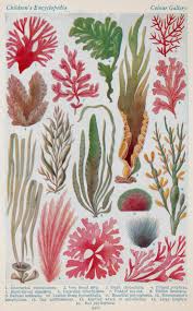 Larousse Illustrations Art Vintage Botanical Prints Underwater Art