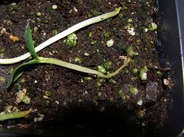Image result for tomato seedling damping off