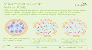 One ml of the cocktail solution is recommended for the inhibition of endogenous enzymes found in 100 ml of lysate from 20 g (wet weight) of bovine liver or 10 ml of cell lysate obtained from cho cells at a cell density of 100 million (108) cells per ml. Understanding Protease Inhibitor Cocktails Deep Overview Goldbio