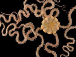 Image result for Ficinia filiformis