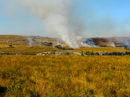 Image result for Neocussonia umbellifera