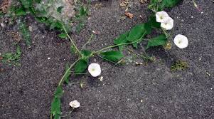 The best control would be to pull out any small bindweed plant growing from a seed that found its way into your garden before it could form all those stringy roots, but you, like most who have this. Bindweed Or Bellbind