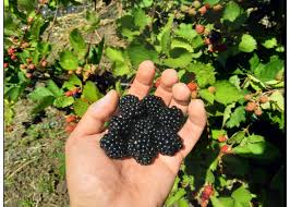 Maybe you would like to learn more about one of these? Mure Si Zmeura Producatorilocali Ro