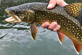 Pictures of brook trout fish. Brook Trout Vs Brown Trout A Simple Guide