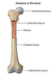 The first sign of cancer is a symptom — a signal that something is wrong. Bone Biopsy Johns Hopkins Medicine