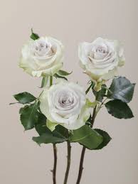 Deep Silver Flower