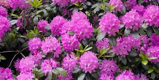 Flowering occurs in late spring. Rhododendron Roseum Elegans