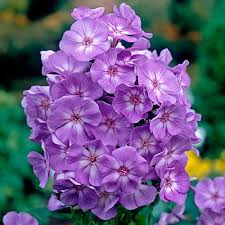 Laura Phlox