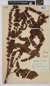 Image result for Rumex lanceolatus