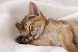 Over 184,878 cute kittens pictures to choose from, with no signup needed. Taking Care Of Kitten