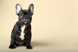 Meet nord boss the skateboarding frenchie! French Bulldog Puppy Learns How To Skateboard Video Time