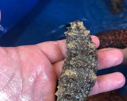 صورة Cucumber shaped sea cucumber