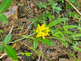 Image result for Lotononis bainesii