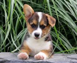 Wags lendings have one of the highest approval rates in the industry. Pembroke Welsh Corgi Puppies For Sale Puppy Adoption Keystone Puppies
