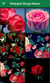 Bunga mawar wallpaper hidup 1 5 unduh apk untuk android. Wallpaper Bunga Mawar For Android Apk Download