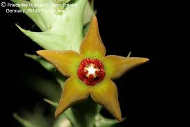 Image result for Orbea maculata