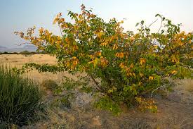Image result for Colophospermum mopane