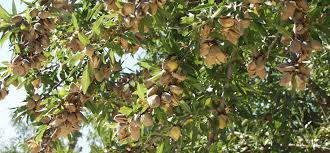 Check spelling or type a new query. Dave Wilson Nursery