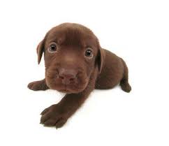 Epingle Par Colibri Indigo Sur Chocolat Chocolat Bebe Labrador Chiot Chien