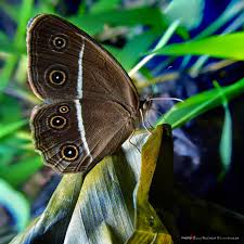 Hasil gambar untuk hasil foto dslr nikon